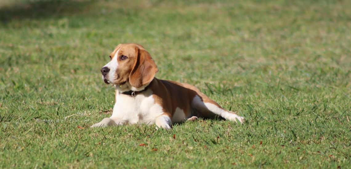 VII. Országos Beagle Találkozó