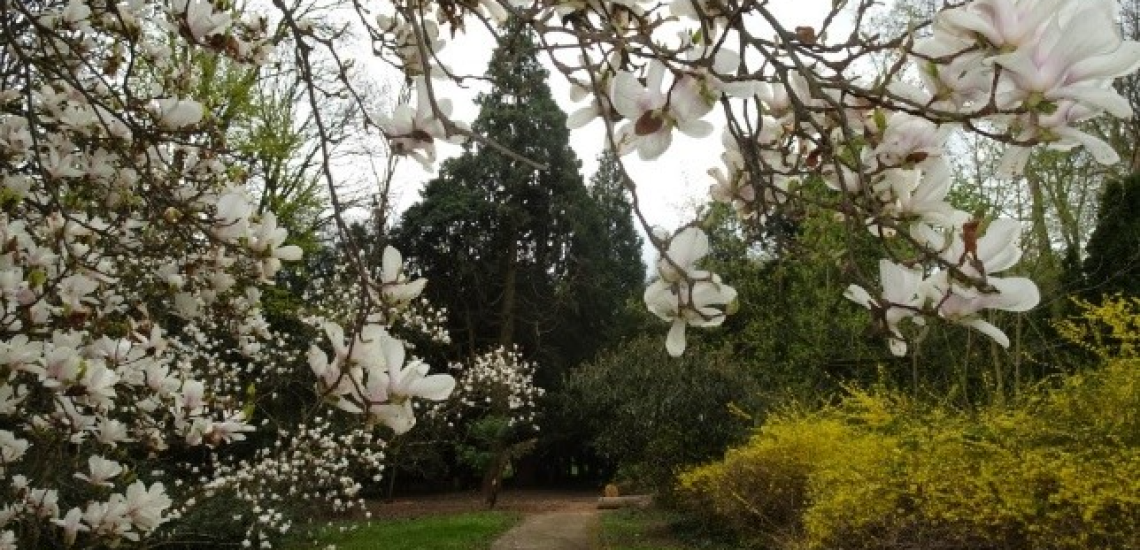 Szelestey P. Attila : Szelestei Arborétum - előadás