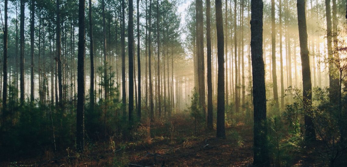 Fake Landscapes / Hamis Tájképek - Kiállítás a Szilágyi László Utcagalériában