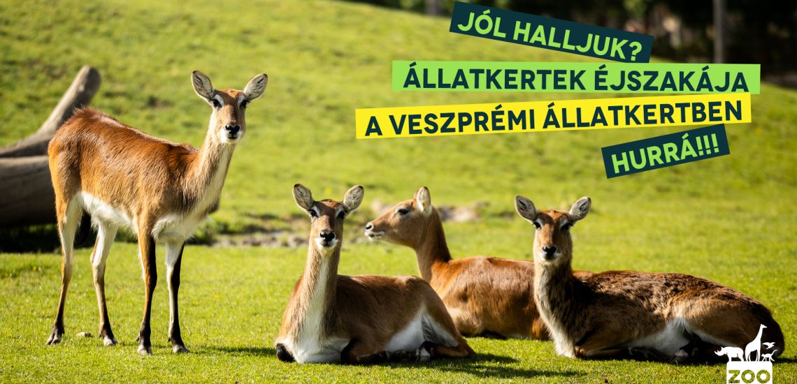 Állatkertek éjszakája a Veszprémi Állatkertben