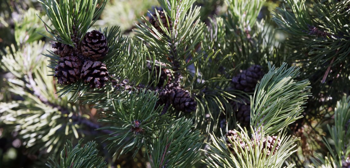 Örökzöld Veszprém / Hangolódjunk Adventre