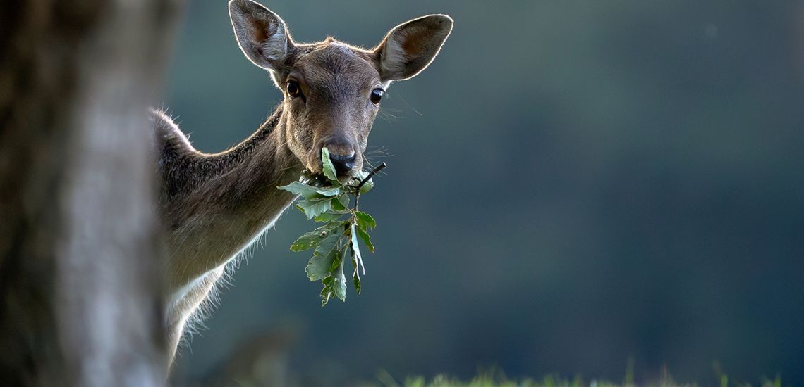 Év fotói 2025. - Bakony Fotóklub 