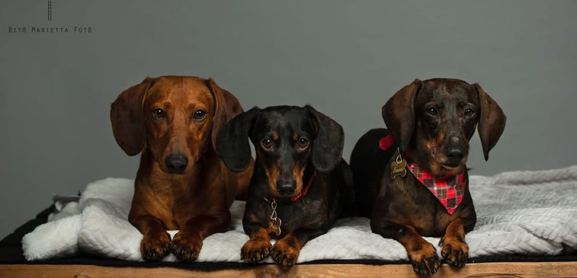 IX. Tacsi Tali Veszprém