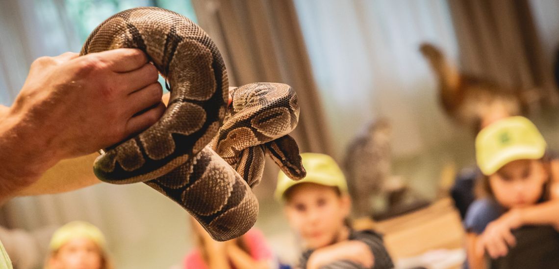Nyári ZOO táborok / Veszprémi Állatkert   