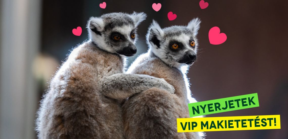 Valentin-nap a Veszprémi Állatkertben!