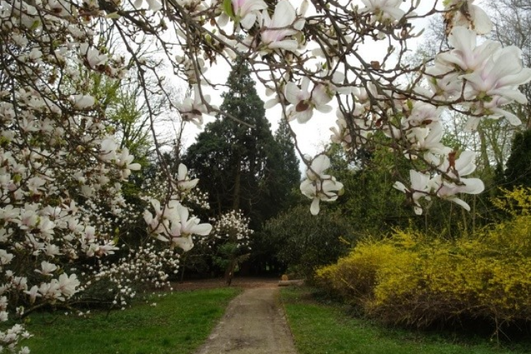 Szelestey P. Attila : Szelestei Arborétum - előadás