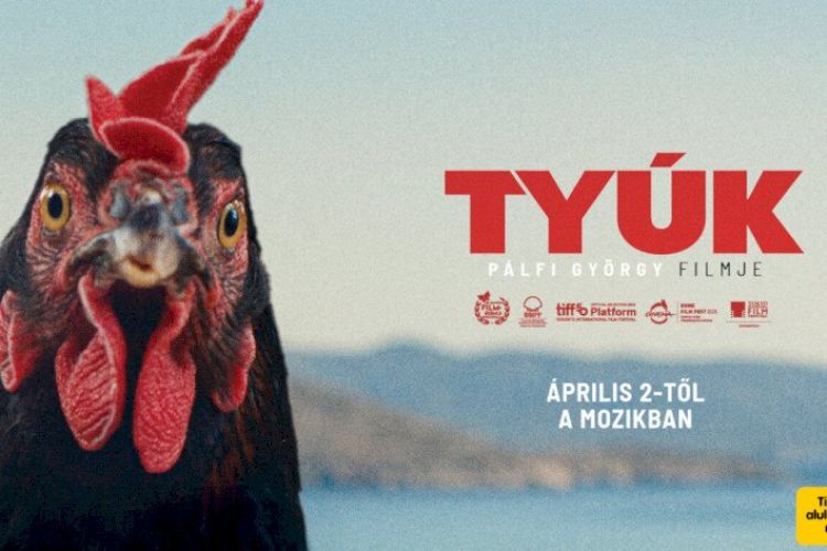 Tyúk - filmvetítés 