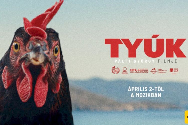 Tyúk - filmvetítés