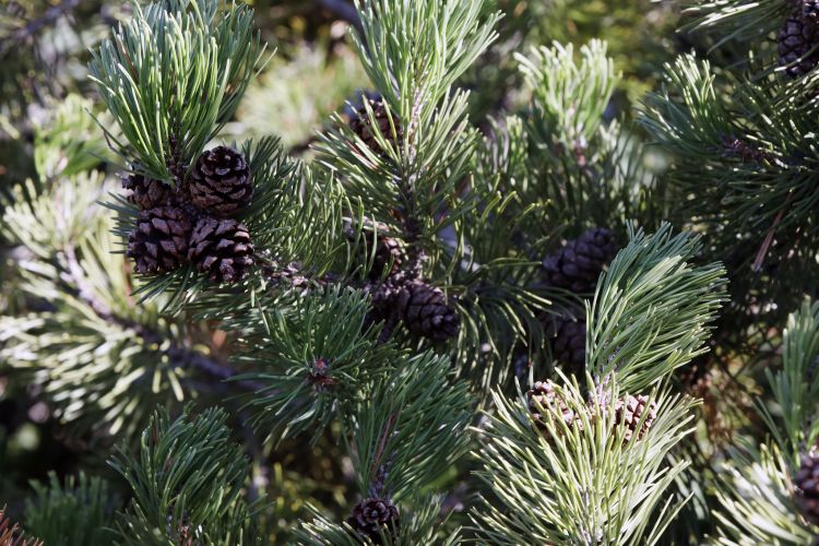 Örökzöld Veszprém / Hangolódjunk Adventre