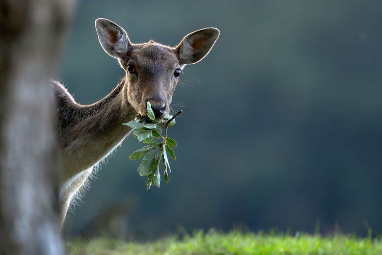 Év fotói 2025. - Bakony Fotóklub 