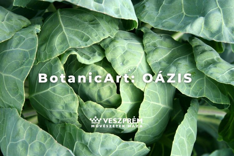 BotanicArt: Oázis / November