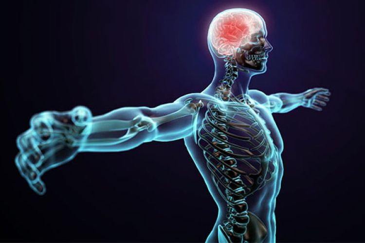 Testünk a csoda - Interaktív kiállítás gyerekeknek