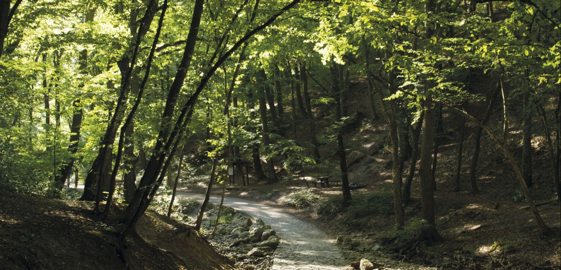 Wanderwald im Cuha-Tal