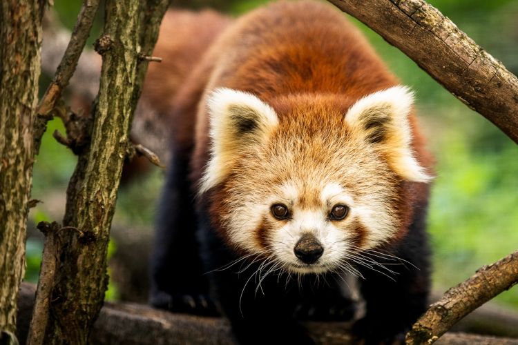 Veszprém ZOO