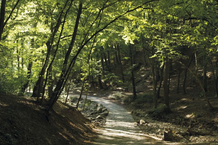 Cuha-völgyi kirándulóerdő