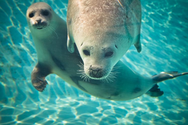 Veszprémi Állatkert