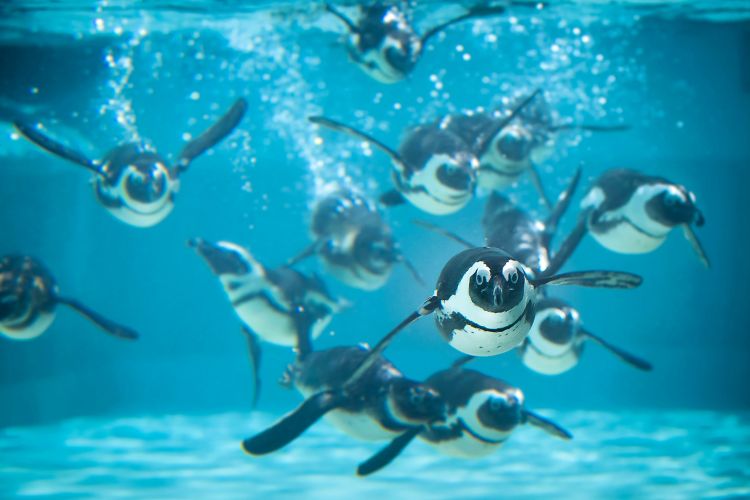 Veszprémer ZOO